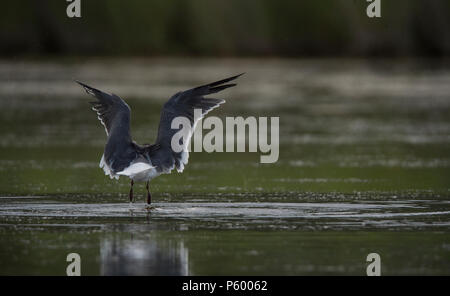 UNITED STATES: Juni 27, 2018; Laughing Gull:: Larus atricilla, Ocracoke Island North Carolina. Foto von Douglas Graham/WLP Stockfoto