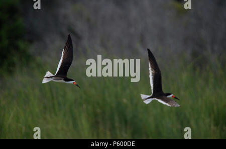 UNITED STATES: Juni 27, 2018; Schwarz Skimmer, Rynchops niger, Ocracoke Island North Carolina. Foto von Douglas Graham/WLP Stockfoto