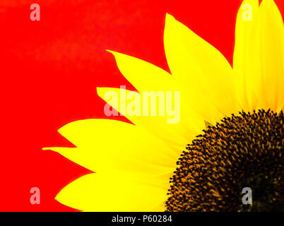 Sonnenblume Makroaufnahme auf rotem Hintergrund Stockfoto