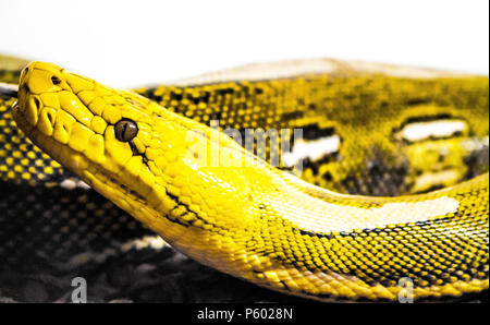 Gelbe Python vor einem weißen Hintergrund genommen Stockfoto