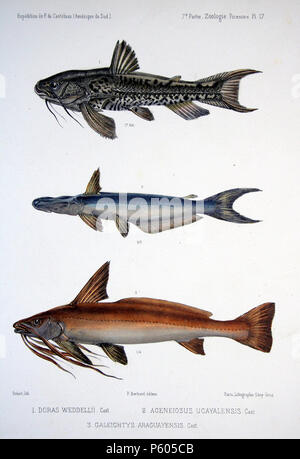 N/A. Von oben nach unten: Doras weddellii Werfen. = Anadoras weddellii (Castelnau, 1855) Ageneiosus ucayalensis Werfen. = Ageneiosus ucayalensis Castelnau, 1855 Galeichthys araguayensis Werfen. = Pinirampus pirinampu (Spix & Agassiz, 1829). 1856. Francis de Laporte de Castelnau (1880-1952) Alternative Namen François Louis Nompar de Caumont LaPorte, comte de Castelnau; François Laporte; Francis de Castelnau. Beschreibung französischer Naturforscher, Explorer und entomologe Geburtsdatum / Tod 25. Dezember 1810 / 25 Dezember 1812 vom 4. Februar 1880 Ort der Geburt / Todes London Melbourne Authority control Stockfoto