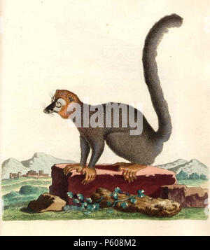 N/A. Eulemur mongoz, Platte von Schreber, Johann Christian Daniel von, Histoire Naturelle des quadrupèdes représentés d'après Nature. Tome III. Le phoque, Le Chien, Le Chat, le Désert, la Loutre, la Marte, l'Ours, le didelphe, la Taupe, la Souris, le hérisson ein Erlang, chez Wolfgang Walther, 1780. 1780. Johann Christian Daniel von Schreber 535 Eulemur mongoz Schreber Stockfoto