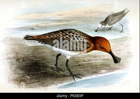 N/A. Löffel-billed Sandpiper, Eurynorhynchus pygmeus, Lithographie. 1869. John gerrard Keulemans (1842-1912) Alternative Namen Johannes Gerardus Keulemans; J. G. Keulemans Beschreibung niederländische Ornithologe und Künstler Geburtsdatum / Tod vom 8. Juni 1842 29. Dezember 1912 Ort der Geburt / Tod Rotterdam London Authority control: Q 1335286 VIAF: 42113661 ISNI: 0000 0000 6313 981 X ULAN: 500041975 98083374 LCCN: keine NLA: 35268760 WorldCat 536 Eurynorhynchus pygmeusIbis 1869 P012AA Stockfoto