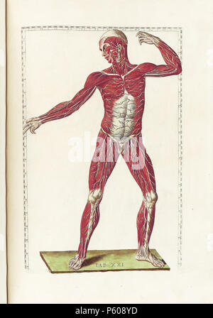 N/A. Englisch: Bartolomeo Eustachi der Tabulae anatomicae (Rom, 1783). 1783. Eustachi Bartolomeo Eustachi der Ta 536 t 21. Stockfoto