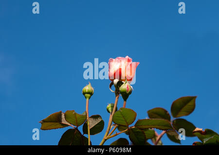 Rosa Rose und Knospen gegen den klaren blauen Himmel. Stockfoto
