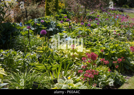 Eine Grenze der Pflanzen an Holehird Gärten in der Nähe von Windermere im Lake District, Cumbria Stockfoto