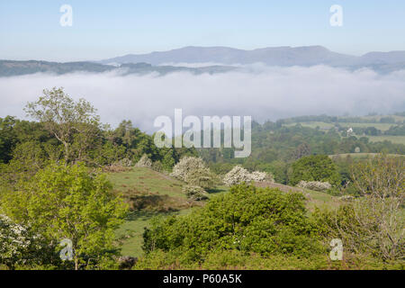 Orrest Head Aussichtspunkt ist einer der beliebtesten kurze Spaziergänge von Windermere im Lake District, Cumbria, England Stockfoto