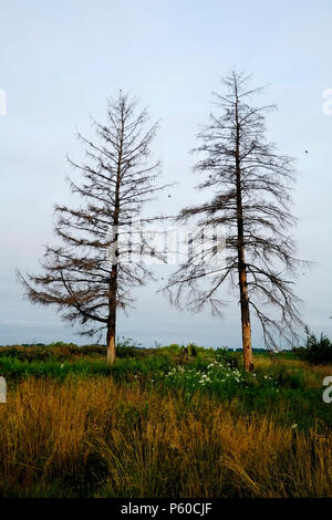 Zwei alte Pinien in einem Feld in der Zentrale in den Vereinigten Staaten. Stockfoto