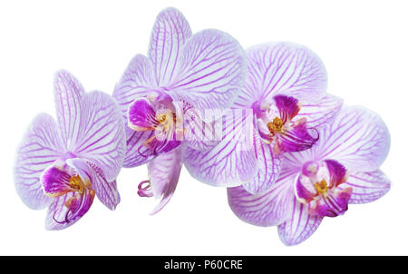 Orchird Zweig isoliert auf weißem Stockfoto