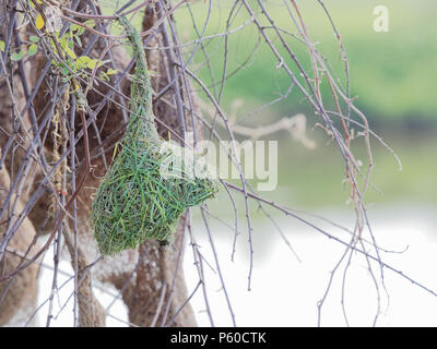 Leere Weaver Nest mit trockenem Gras oder Stroh auf Baum in einen Bauernhof mit unscharfen Hintergrund Stockfoto