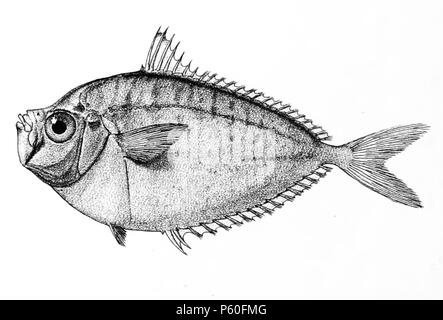 N/A. Die Namen der Arten/Identität notwendig. Die ursprüngliche Platten zeigten die Fische nach rechts und hier gedreht wurden. Equula insidiatrix. 1878. George Henry Ford (1808 - 1876) Alternative Namen G. H. Ford Beschreibung Künstler Datum der Geburt / Tod 20. Mai 1808 1876 Ort der Geburt / Todes Cape Colony London Authority control: Q VIAF: 317102730 17105498 LCCN: n 2015185868 WorldCat 520 Equula insidiatrix Ford 51C Stockfoto