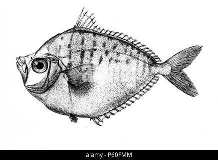 N/A. Die Namen der Arten/Identität notwendig. Die ursprüngliche Platten zeigten die Fische nach rechts und hier gedreht wurden. Equula ruconius. 1878. George Henry Ford (1808 - 1876) Alternative Namen G. H. Ford Beschreibung Künstler Datum der Geburt / Tod 20. Mai 1808 1876 Ort der Geburt / Todes Cape Colony London Authority control: Q VIAF: 317102730 17105498 LCCN: n 2015185868 WorldCat 520 Equula ruconius Ford 51C Stockfoto