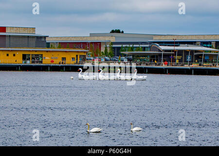 Swan Tretboote und echten Schwäne auf dem See an Rushden Seen Einkaufszentrum - auch Nene Wetlands Visitor Centre, Marks & Spencer und Primark Stockfoto