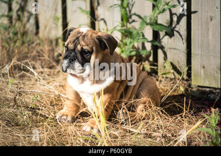 Rot und blac Englisch Bulldogge Welpen 3 Monate alt sitzen auf dem Gras Stockfoto