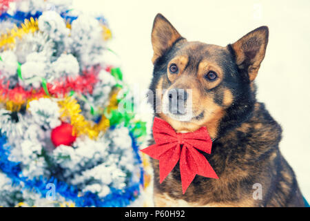 Portrait eines Hundes, das Tragen der roten Schleife. Hund im Freien sitzen, im Winter in der Nähe von eingerichteten Tannenbaum Stockfoto