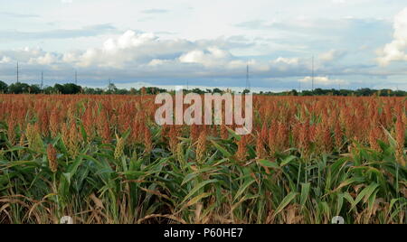 Gesunde wachsende Ernte von Sorghum in der Nähe von San Antonio, Texas Stockfoto