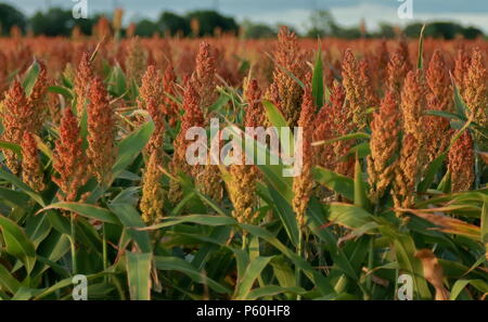 Gesunde wachsende Ernte von Sorghum in der Nähe von San Antonio, Texas Stockfoto