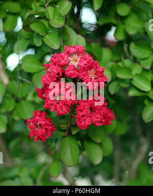 Closeup rot crape Myrtle Blumen in San Antonio, Texas Stockfoto