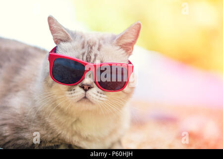 Portrait von Cat mit Sonnenbrille am Strand liegen Stockfoto