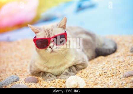 Portrait von Cat mit Sonnenbrille am Strand liegen Stockfoto