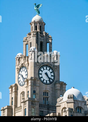 Blick auf eines der Drei Graces, Royal Lever Building, Pier Head, Liverpool, England, Großbritannien mit den größten Uhren im Vereinigten Königreich und kormorantem Lebervogel Stockfoto