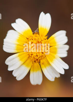 Girlande Chrysantheme (Glebionis coronaria) Kronenblume mit zwei verlorenen Blütenblättern im Naturpark Ses Salines (Formentera, Balearen, Spanien) Stockfoto