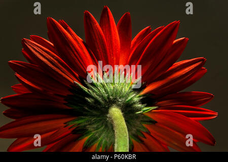 Rote Gerbera auf dunklem Hintergrund Stockfoto