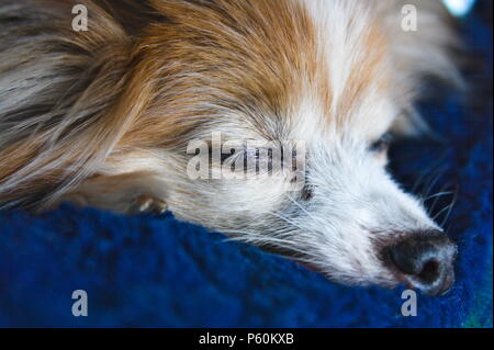 Makroaufnahme eines alten Papillon dog, ruhen. Stockfoto