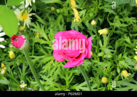 In der Nähe von zwei Ranunculus Blumen am Anfang in ein Blumenbeet zu blühen Stockfoto