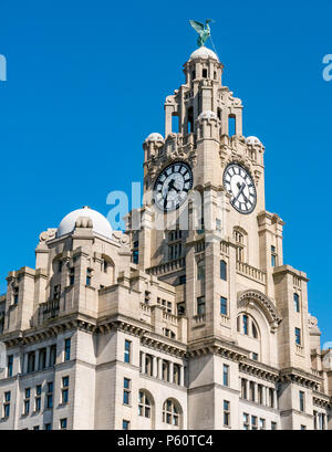 Blick auf eines der Drei Graces, Royal Lever Building, Pier Head, Liverpool, England, Großbritannien mit den größten Uhren im Vereinigten Königreich und kormorantem Lebervogel Stockfoto