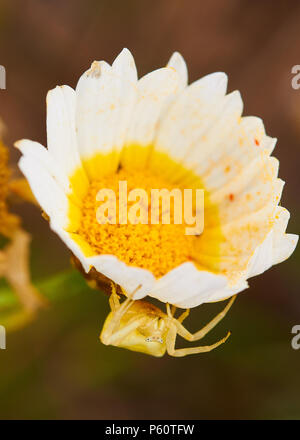 Rosa Krabbenspinne (Thomisus onustus), die eine Gänseblümchen-Blume imitiert (Glebionis coronaria) (Naturpark Ses Salines, Formentera, Balearen, Spanien) Stockfoto