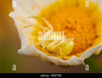 Rosa Krabbenspinne (Thomisus onustus), die eine Gänseblümchen-Blume imitiert (Glebionis coronaria) (Naturpark Ses Salines, Formentera, Balearen, Spanien) Stockfoto