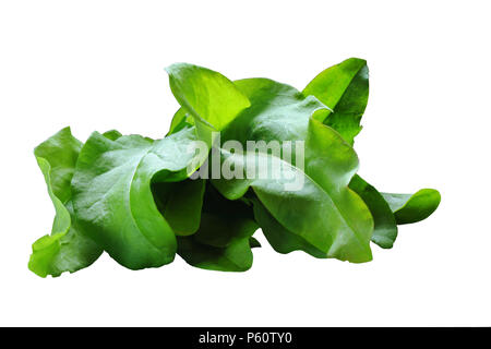 Strahl von sauerampfer auf einem weißen Hintergrund. Ernte. Isoliert Stockfoto