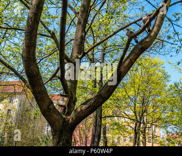 Berlin Prenzlauer Berg, Pappelallee Freidhof, Friedhof Park ist eine börsennotierte geschlossene Friedhof. zwei Tauben & Vogel Nistkasten im Baum im Alten Friedhof Stockfoto