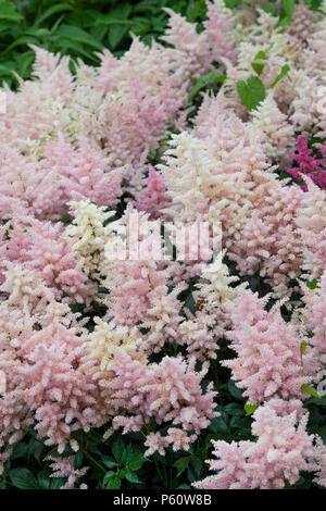 Astilbe 'Europa'. Falsche Spirea 'Europa' Blumen Stockfoto