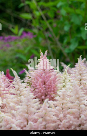 Astilbe 'Europa'. Falsche Spirea 'Europa' Blumen Stockfoto