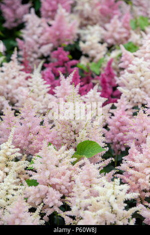 Astilbe 'Europa'. Falsche Spirea 'Europa' Blumen Stockfoto