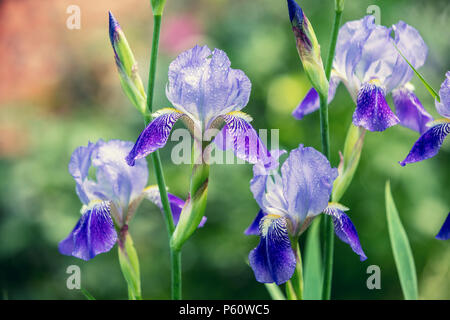 Blue Iris Blumen im Garten nach regen Stockfoto