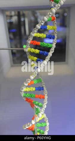 DNA. Deoxyribonucleic Acid, Modell. Stockfoto