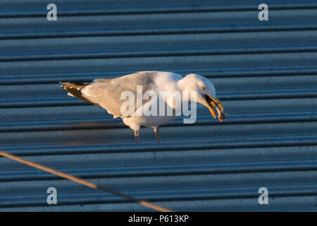 Wembley Park, London, UK. 27 Jun, 2018. Eine Möwe genießt eine Sonnenuntergang fest auf den Überresten einer Fried Chicken leg auf dem Dach eines Asda Supermarkt, Wembley Park, London, UK. Credit: Amanda Rose/Alamy Live News Credit: Amanda Rose/Alamy leben Nachrichten Stockfoto