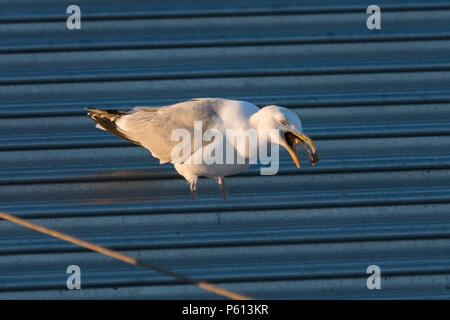 Wembley Park, London, UK. 27 Jun, 2018. Eine Möwe genießt eine Sonnenuntergang fest auf den Überresten einer Fried Chicken leg auf dem Dach eines Asda Supermarkt, Wembley Park, London, UK. Credit: Amanda Rose/Alamy Live News Credit: Amanda Rose/Alamy leben Nachrichten Stockfoto