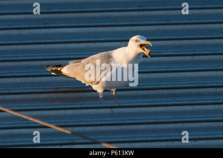 Wembley Park, London, UK. 27 Jun, 2018. Eine Möwe genießt eine Sonnenuntergang fest auf den Überresten einer Fried Chicken leg auf dem Dach eines Asda Supermarkt, Wembley Park, London, UK. Credit: Amanda Rose/Alamy Live News Credit: Amanda Rose/Alamy leben Nachrichten Stockfoto