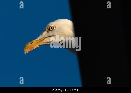 Wembley Park, London, UK. 27 Jun, 2018. Detail Nahaufnahme der Sturmmöwe (Möwe) auf Wohn- dach Credit: Amanda Rose/Alamy leben Nachrichten Stockfoto