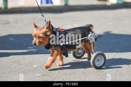 Brighton UK vom 28. Juni 2018 - DE Wetter: Die 14 Jahr Scrappy alte Yorkshire Terrier genießt einen Spaziergang entlang der Strandpromenade von Brighton in diesem sonnigen Morgen mit einigen Rädern seine Hinterbeine zu helfen, während er im Urlaub mit seinem Besitzer und Pal schmuddelig ist. Das heiße Wetter Prognose in Großbritannien für die nächste Woche mit Temperaturen über 30 Grad in einigen Teilen: Simon Dack/Alamy Live News, um fortzufahren Stockfoto