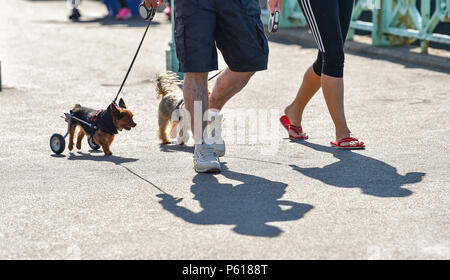 Brighton UK vom 28. Juni 2018 - DE Wetter: Die 14 Jahr Scrappy alte Yorkshire Terrier genießt einen Spaziergang entlang der Strandpromenade von Brighton in diesem sonnigen Morgen mit einigen Rädern seine Hinterbeine zu helfen, während er im Urlaub mit seinem Besitzer und Pal schmuddelig ist. Das heiße Wetter Prognose in Großbritannien für die nächste Woche mit Temperaturen über 30 Grad in einigen Teilen: Simon Dack/Alamy Live News, um fortzufahren Stockfoto