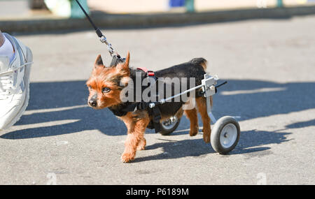 Brighton UK vom 28. Juni 2018 - DE Wetter: Die 14 Jahr Scrappy alte Yorkshire Terrier genießt einen Spaziergang entlang der Strandpromenade von Brighton in diesem sonnigen Morgen mit einigen Rädern seine Hinterbeine zu helfen, während er im Urlaub mit seinem Besitzer und Pal schmuddelig ist. Das heiße Wetter Prognose in Großbritannien für die nächste Woche mit Temperaturen über 30 Grad in einigen Teilen: Simon Dack/Alamy Live News, um fortzufahren Stockfoto