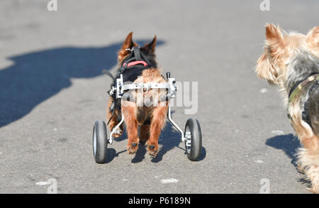 Brighton UK vom 28. Juni 2018 - DE Wetter: Die 14 Jahr Scrappy alte Yorkshire Terrier genießt einen Spaziergang entlang der Strandpromenade von Brighton in diesem sonnigen Morgen mit einigen Rädern seine Hinterbeine zu helfen, während er im Urlaub mit seinem Besitzer und Pal schmuddelig ist. Das heiße Wetter Prognose in Großbritannien für die nächste Woche mit Temperaturen über 30 Grad in einigen Teilen: Simon Dack/Alamy Live News, um fortzufahren Stockfoto