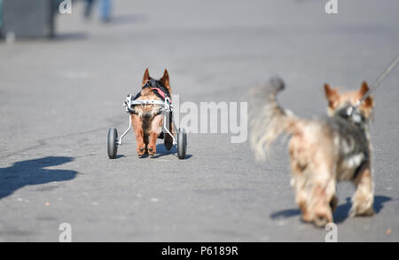 Brighton UK vom 28. Juni 2018 - DE Wetter: Die 14 Jahr Scrappy alte Yorkshire Terrier genießt einen Spaziergang entlang der Strandpromenade von Brighton in diesem sonnigen Morgen mit einigen Rädern seine Hinterbeine zu helfen, während er im Urlaub mit seinem Besitzer und Pal schmuddelig ist. Das heiße Wetter Prognose in Großbritannien für die nächste Woche mit Temperaturen über 30 Grad in einigen Teilen: Simon Dack/Alamy Live News, um fortzufahren Stockfoto