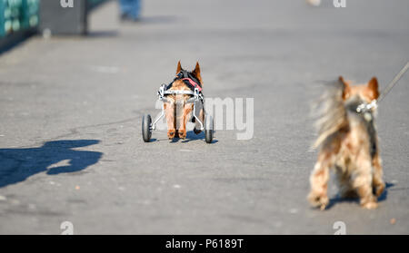 Brighton UK vom 28. Juni 2018 - DE Wetter: Die 14 Jahr Scrappy alte Yorkshire Terrier genießt einen Spaziergang entlang der Strandpromenade von Brighton in diesem sonnigen Morgen mit einigen Rädern seine Hinterbeine zu helfen, während er im Urlaub mit seinem Besitzer und Pal schmuddelig ist. Das heiße Wetter Prognose in Großbritannien für die nächste Woche mit Temperaturen über 30 Grad in einigen Teilen: Simon Dack/Alamy Live News, um fortzufahren Stockfoto