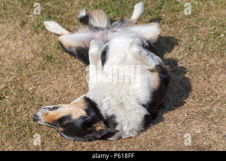 Hindhead, UK. 28 Juni, 2018. UK Wetter: Cassie den Collie saugt die Sonne auf den Vertrockneten rasen wie das heiße Wetter im Süden fort. Credit: Susan Norwood/Alamy leben Nachrichten Stockfoto